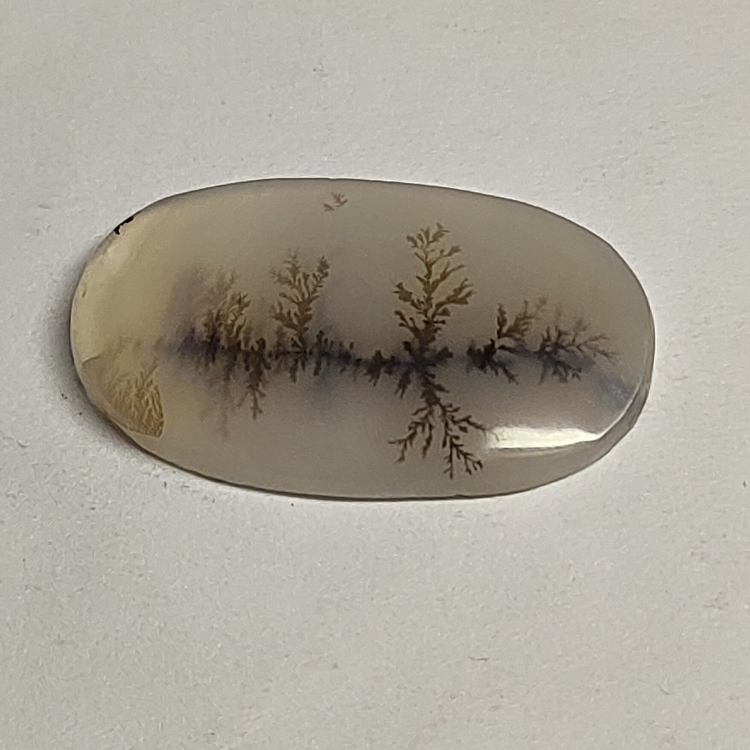 شجر  قائن منظره جنگل و درختان انعکاس در آب