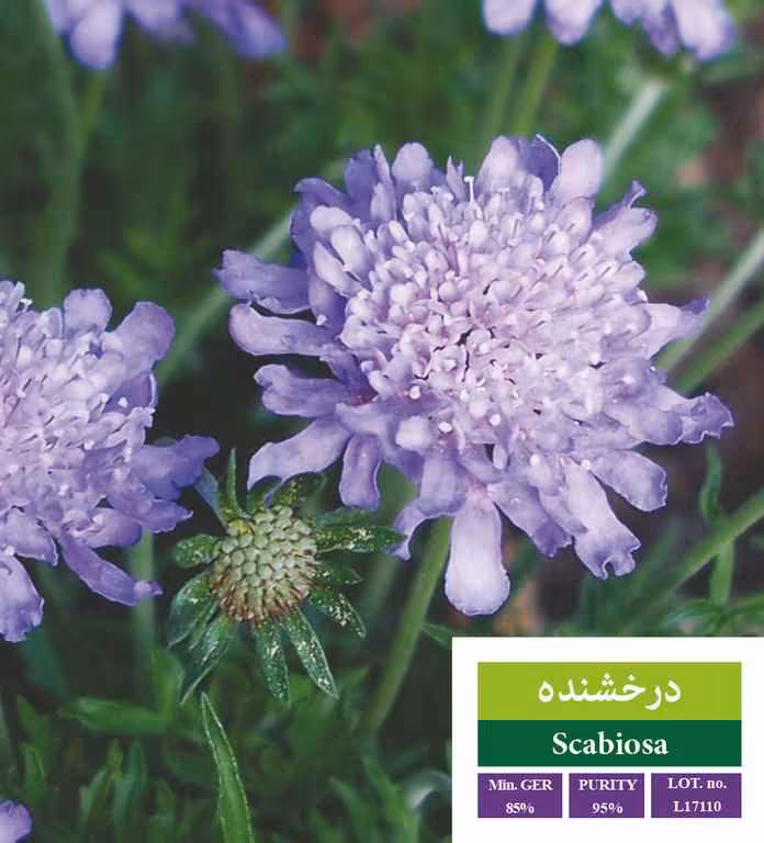 بذر درخشنده - بذر طلایی رویان