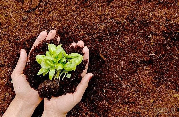 بستر مناسب، گیاه سالم! هر آنچه باید درباره خاک گیاهان آپارتمانی بدانید